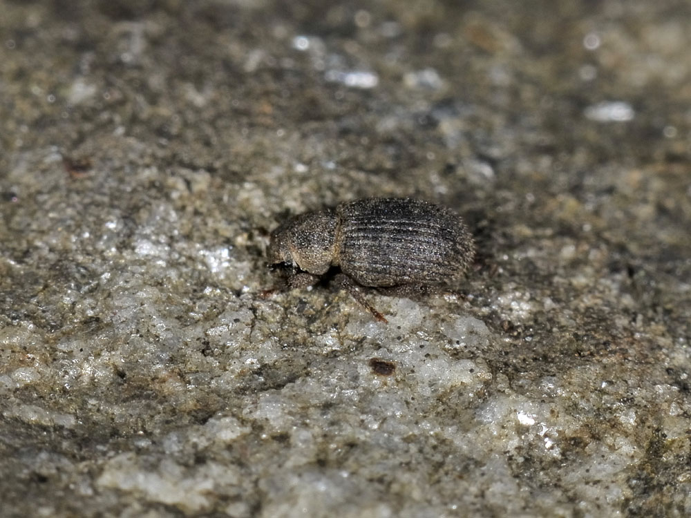 Trachyphloeus aristatus? (Curculionidae)